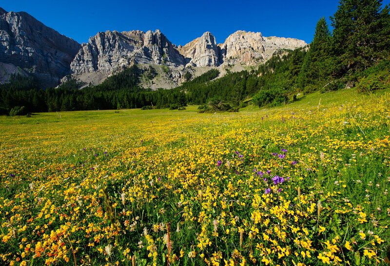 Wildflower Meadow — Yellow