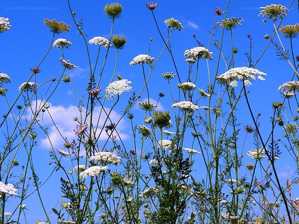 wildflowers against blue sky