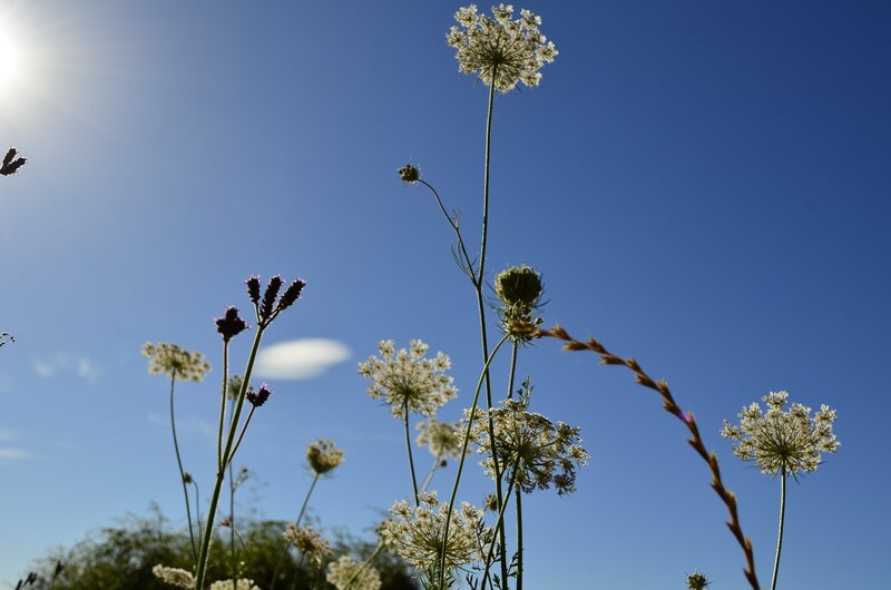 Wildflowers Against Blue Sky — Serene