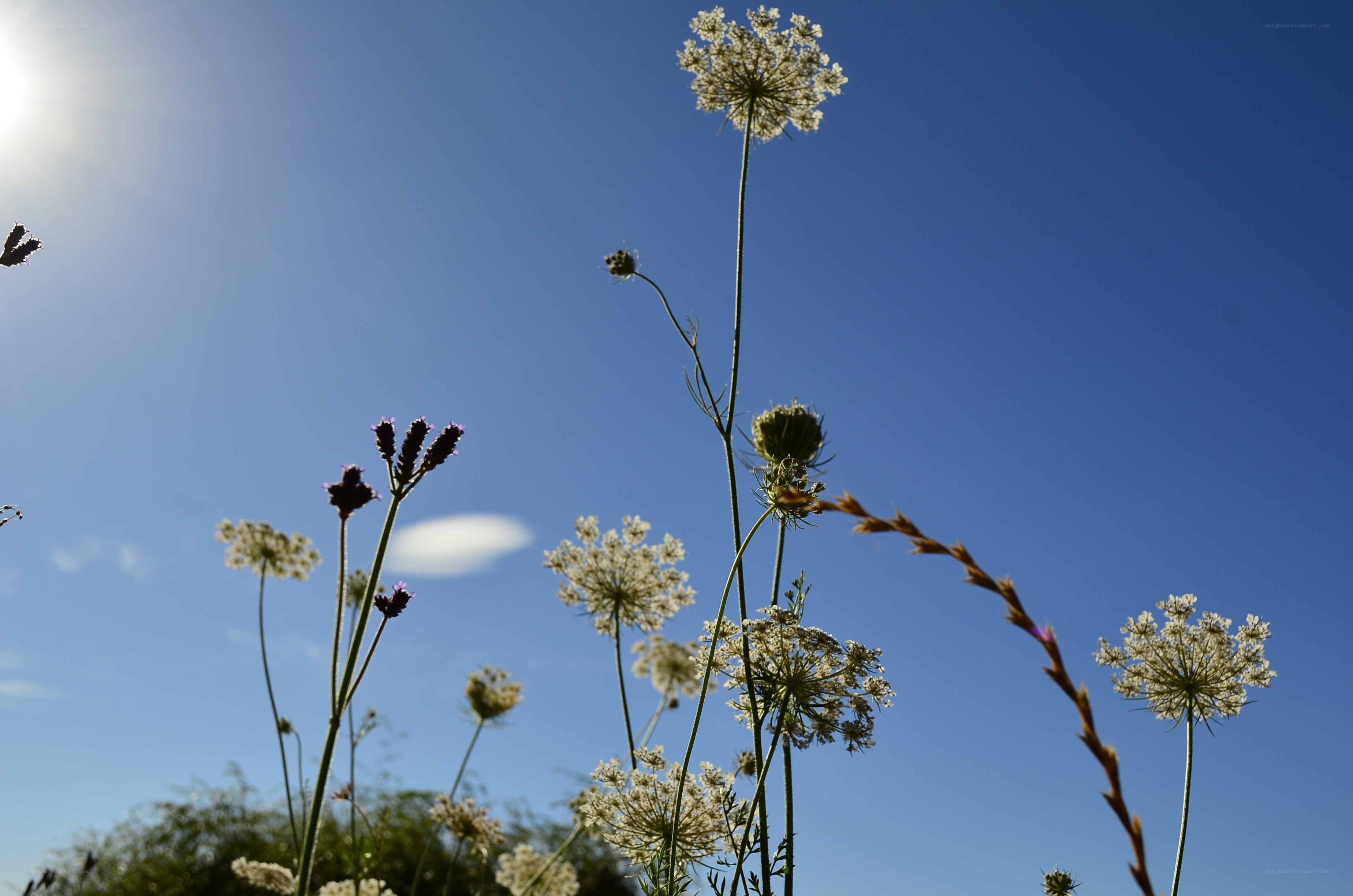 Wildflowers against blue sky
