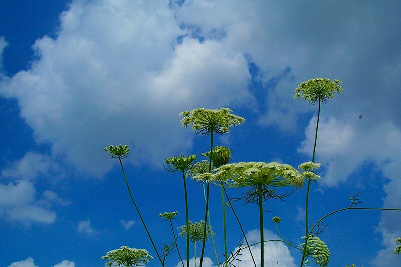 Wildflowers Against Sky