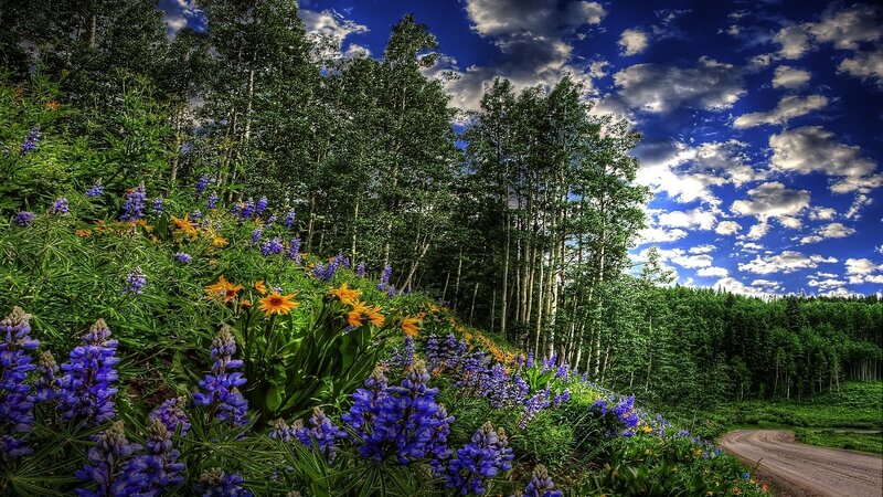 Wildflowers Along a Dirt Road — Blue