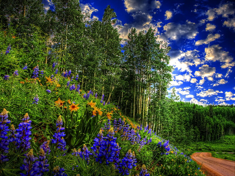 Wildflowers Along a Dirt Road