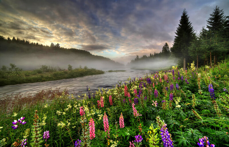 Wildflowers Along River