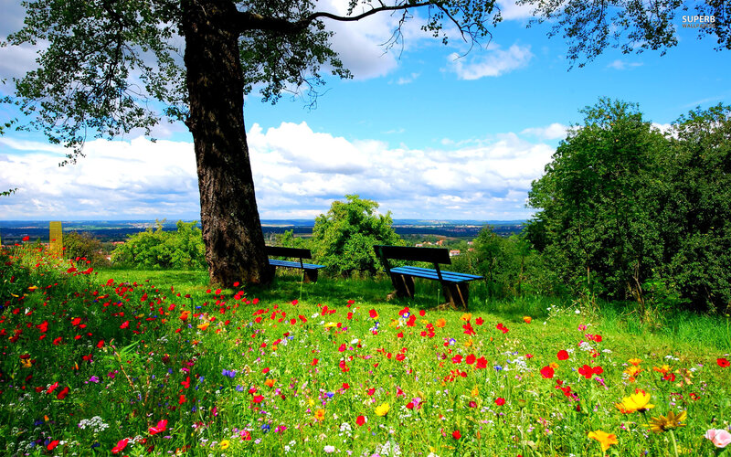 Wildflowers and Benches