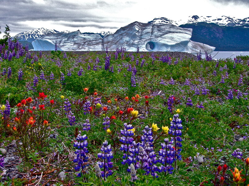 Wildflowers and Glacier