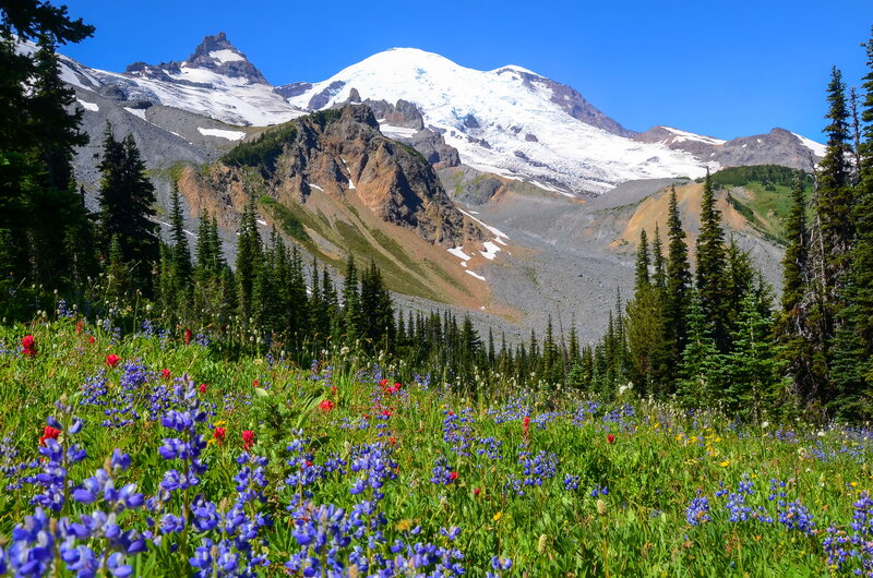 Wildflowers and Mountain — Blue