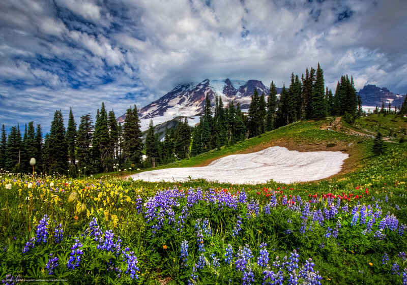 Wildflowers and Mountain — Green, Dramatic