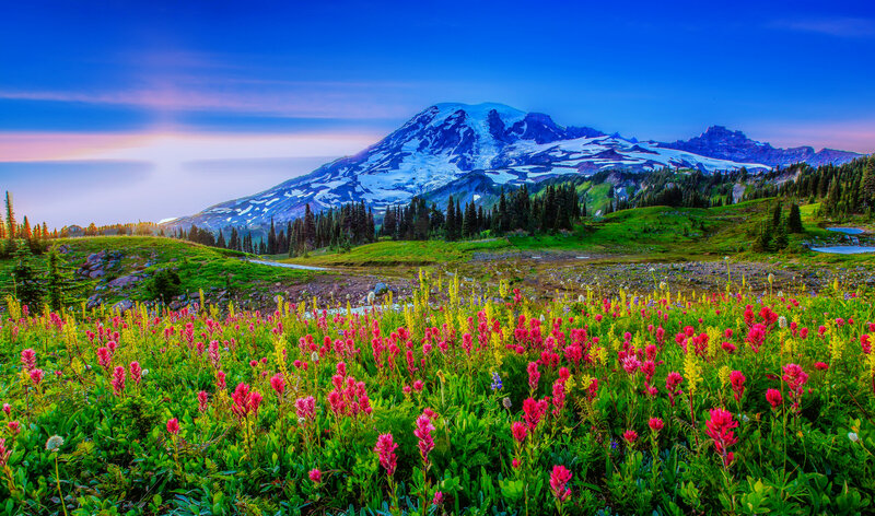 Wildflowers and Mountain — Green, Serene