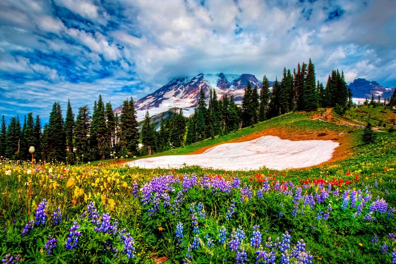 Wildflowers and Mountain — Green