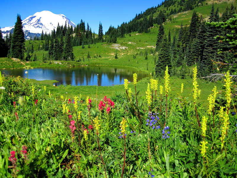 Wildflowers and Mountain Lake — Green