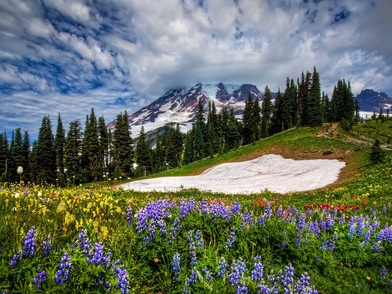 Wildflowers and Mountain