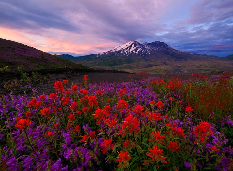 Wildflowers and Volcano — Purple