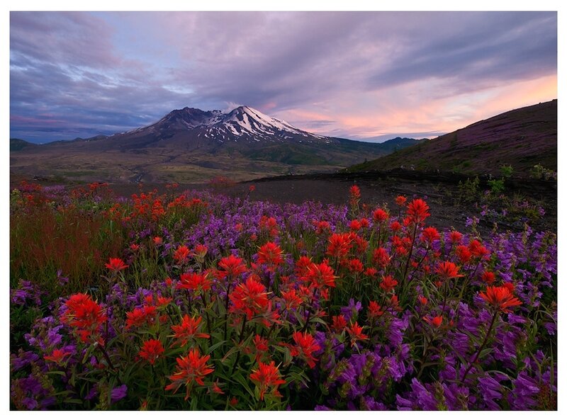 Wildflowers and Volcano