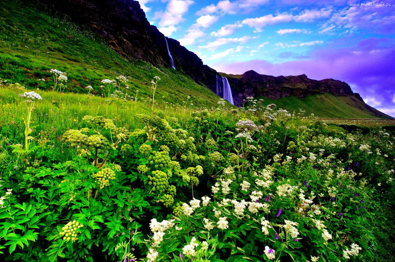 Wildflowers and Waterfall — Green