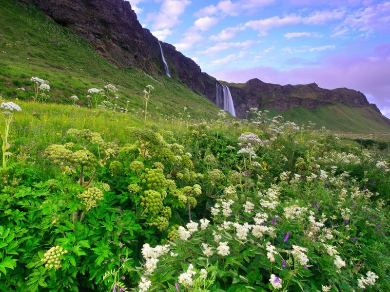 Wildflowers and Waterfall