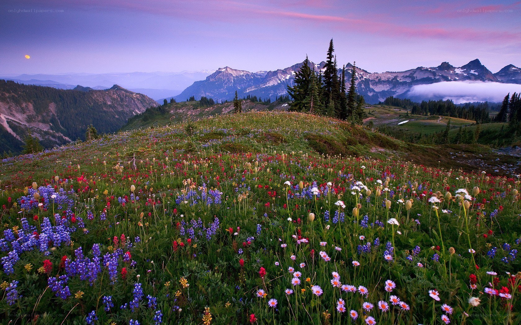 Wildflowers at dusk in the mountains