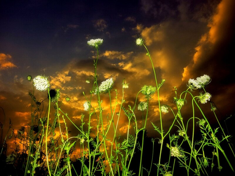 Wildflowers at Dusk — Orange