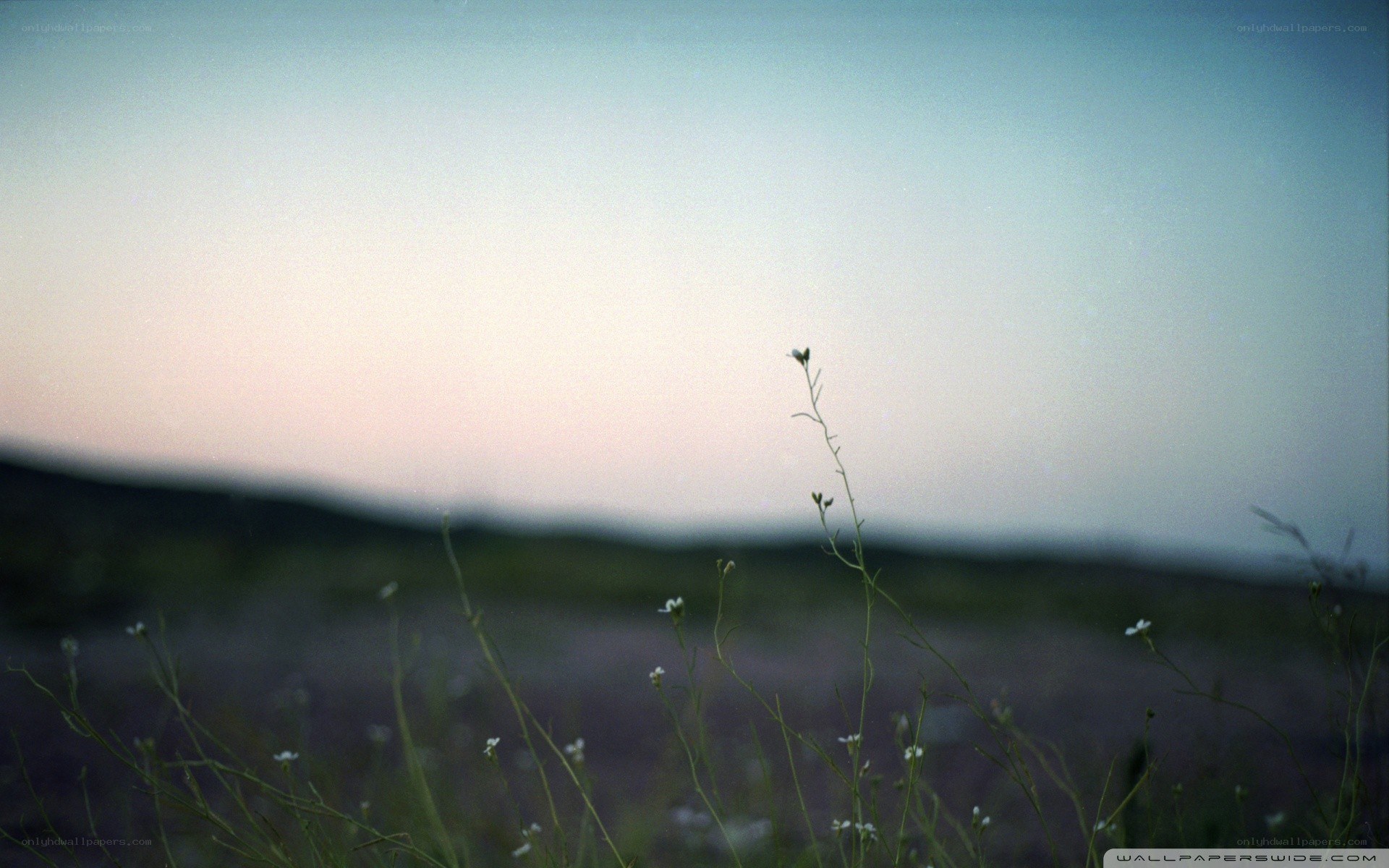 Wildflowers at dusk