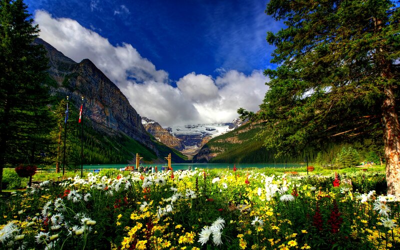Wildflowers at Lake Louise