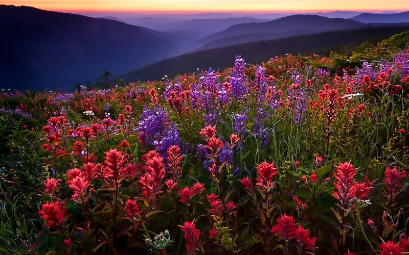 Wildflowers at sunrise in the mountains