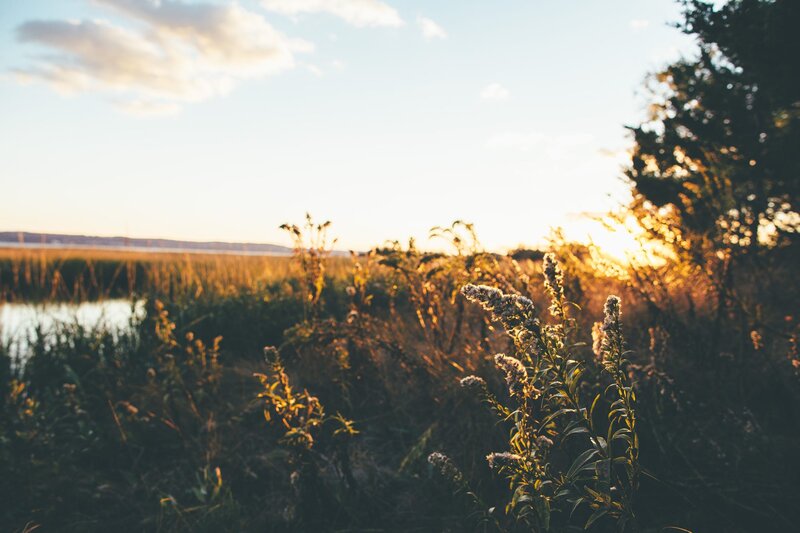 Wildflowers at Sunset — Gold