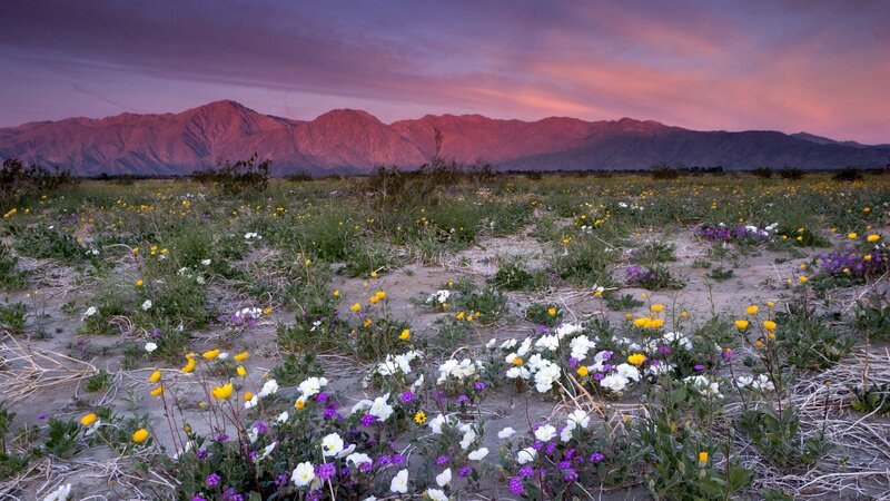 Wildflowers at sunset in the desert