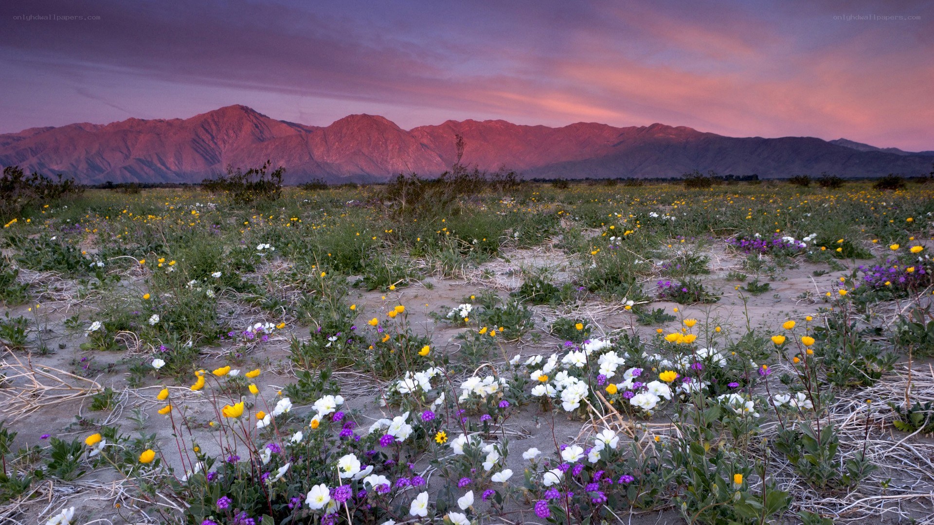 Wildflowers at sunset in the desert