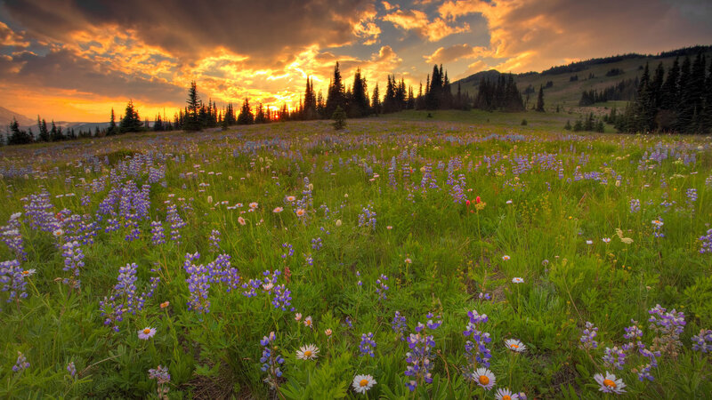 Wildflowers at sunset in the mountains
