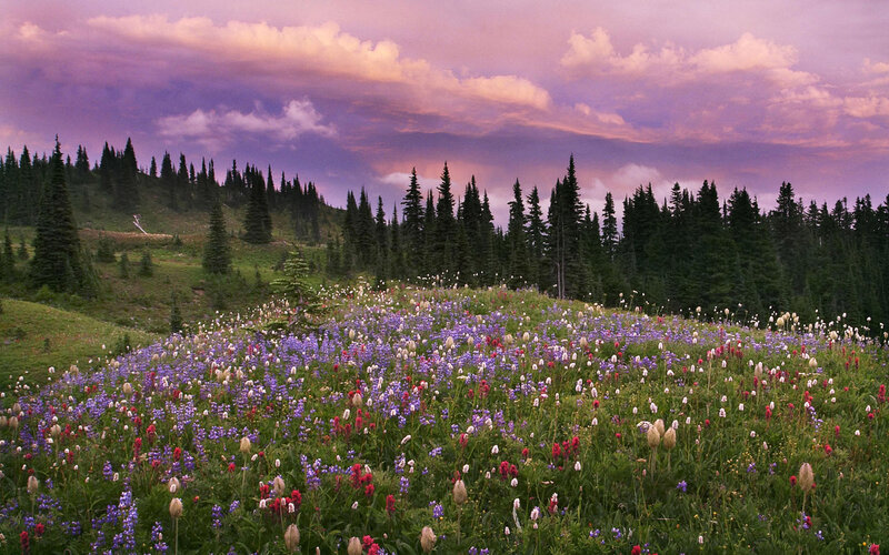 Wildflowers at sunset in the mountains