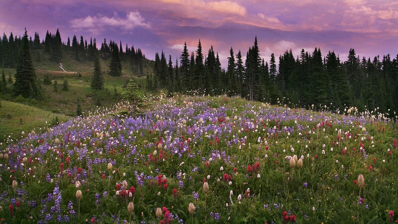 Wildflowers at sunset in the mountains