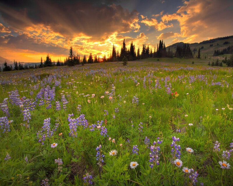 Wildflowers at sunset in the mountains