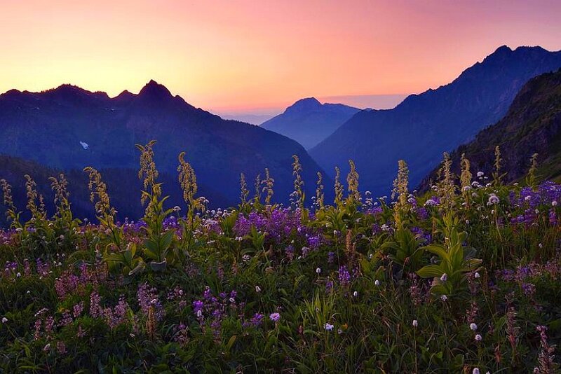 Wildflowers at sunset in the mountains