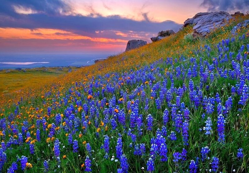 Wildflowers at sunset on a hillside