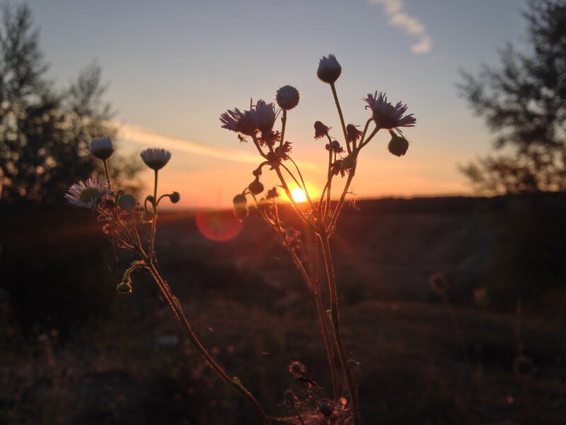 Wildflowers at Sunset — Orange