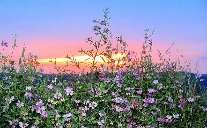 Wildflowers at Sunset — Purple, Serene