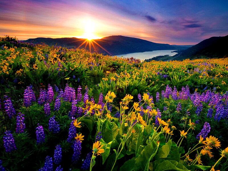 Wildflowers at Sunset — Purple