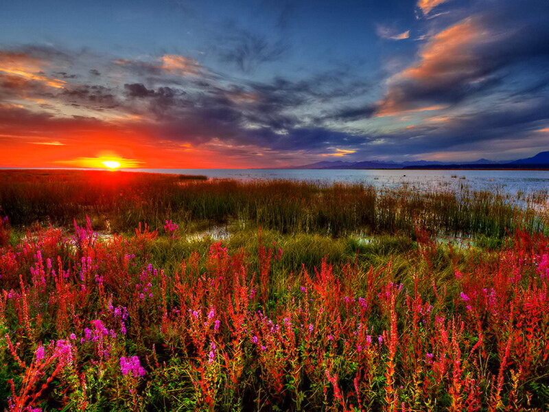 Wildflowers at Sunset — Red
