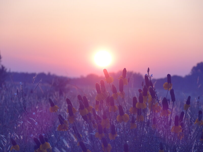 Wildflowers at Sunset
