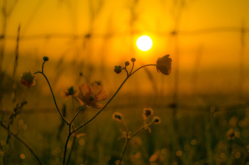 Wildflowers at Sunset — Yellow