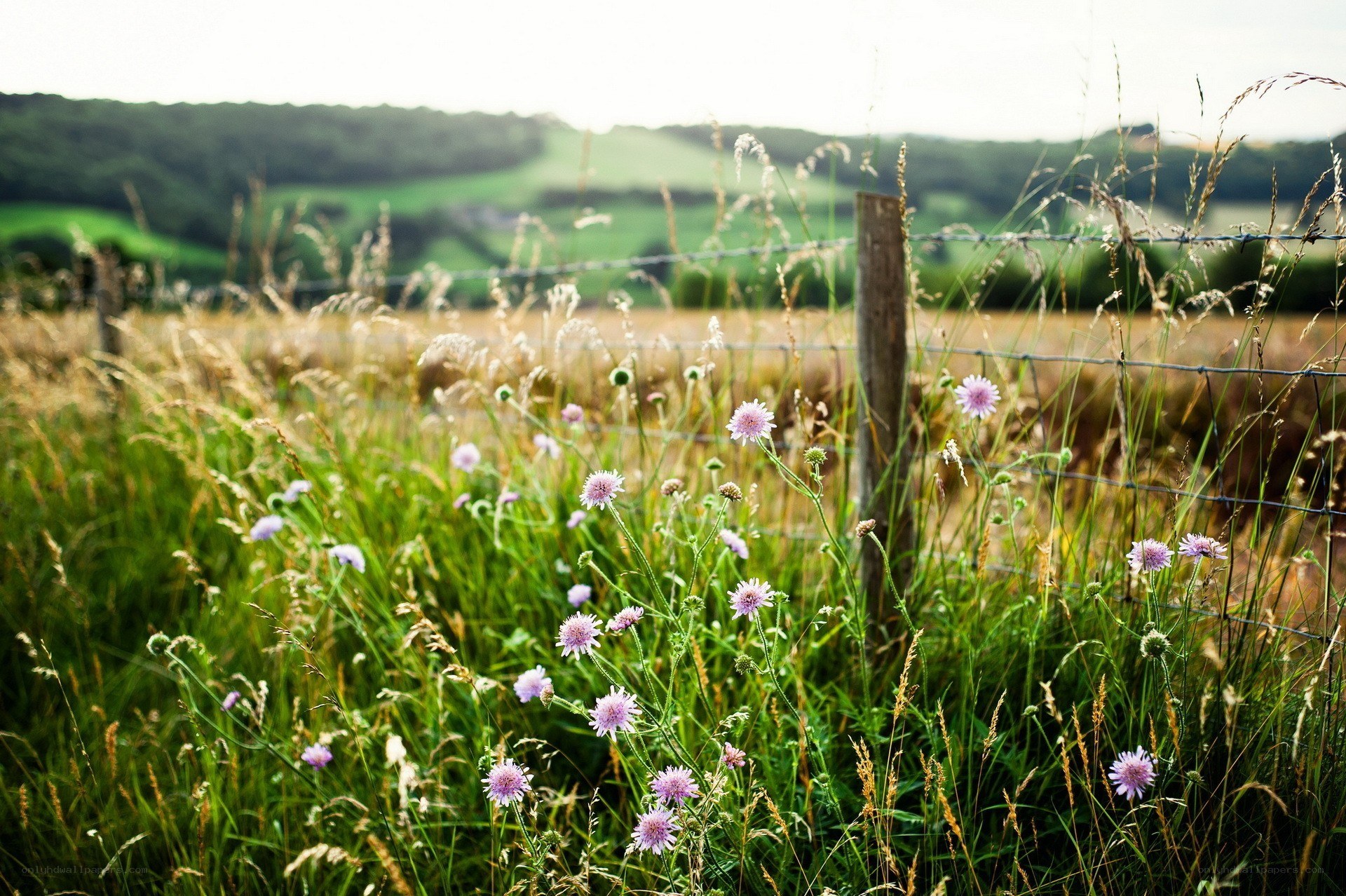 Wildflowers by a fence