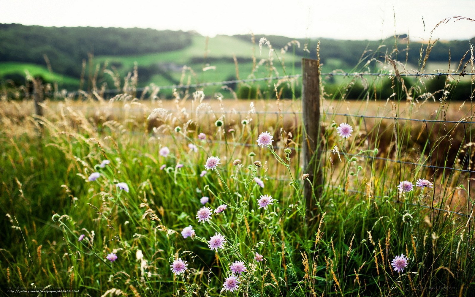 Wildflowers by a fence