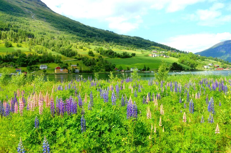 Wildflowers by a Fjord — Green