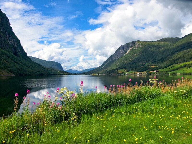 Wildflowers by a Fjord
