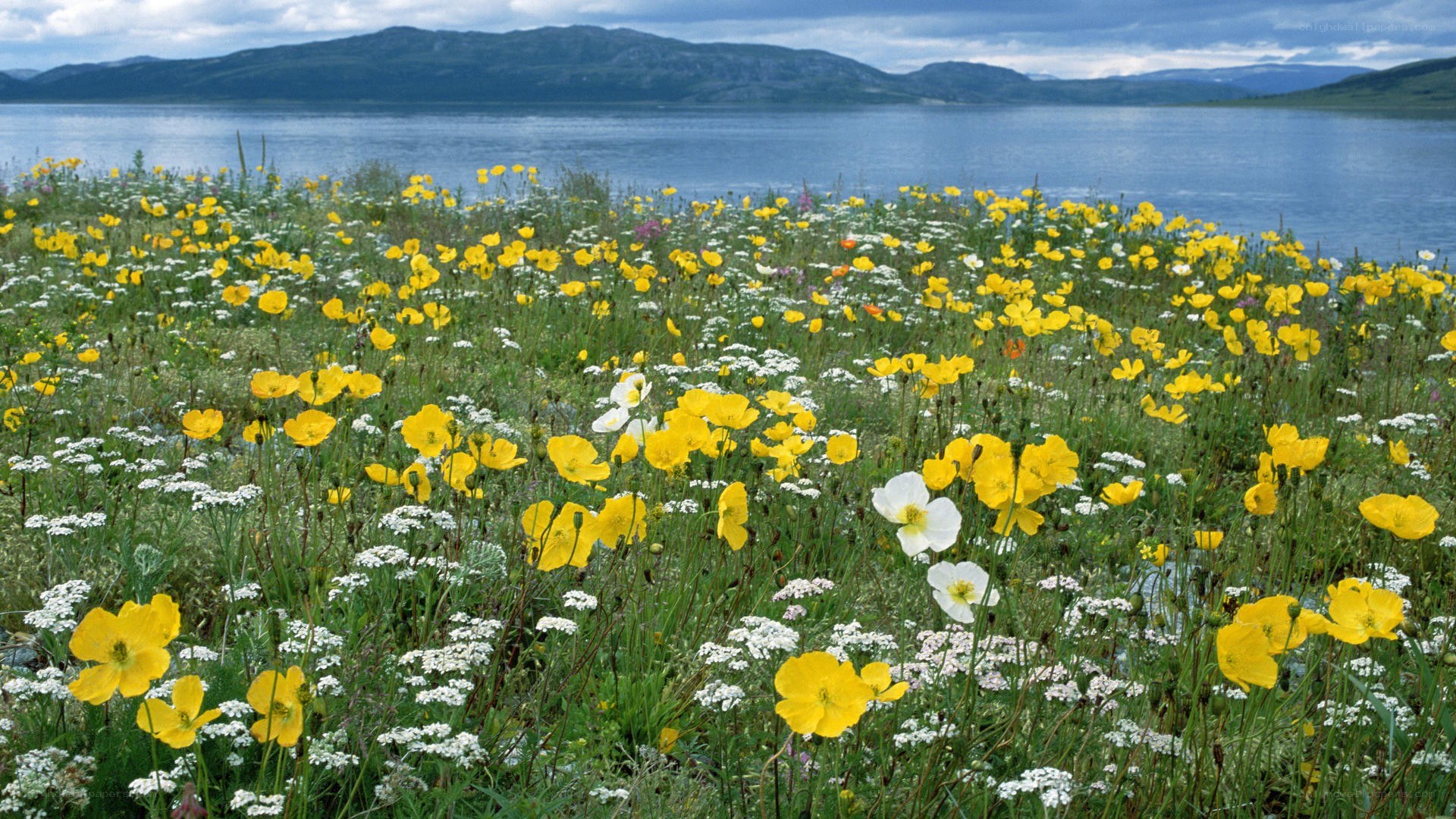 Wildflowers by a lake