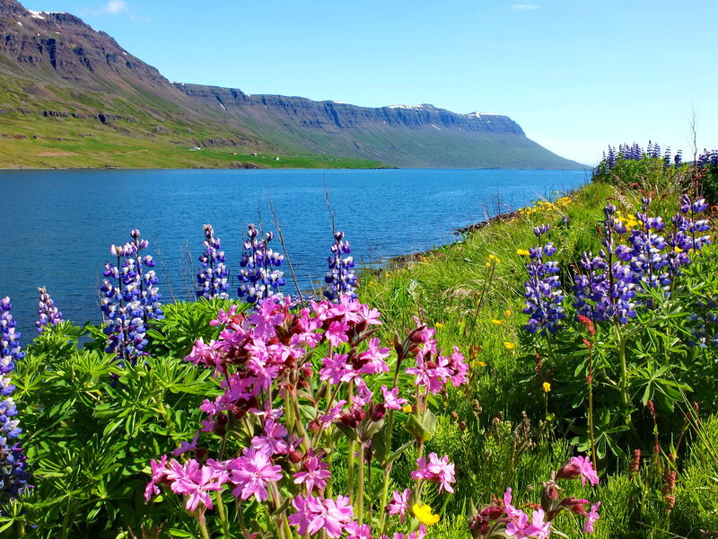 Wildflowers by a Lake — Blue