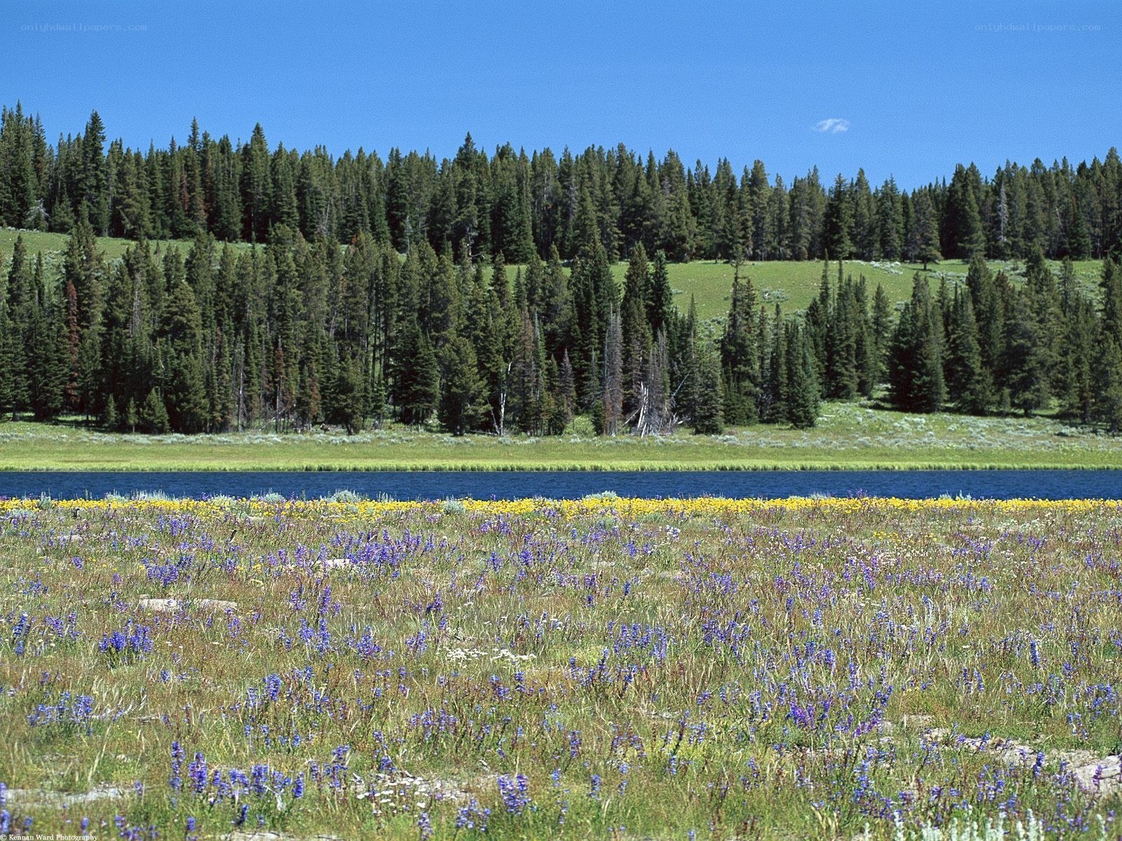 Wildflowers by a lake