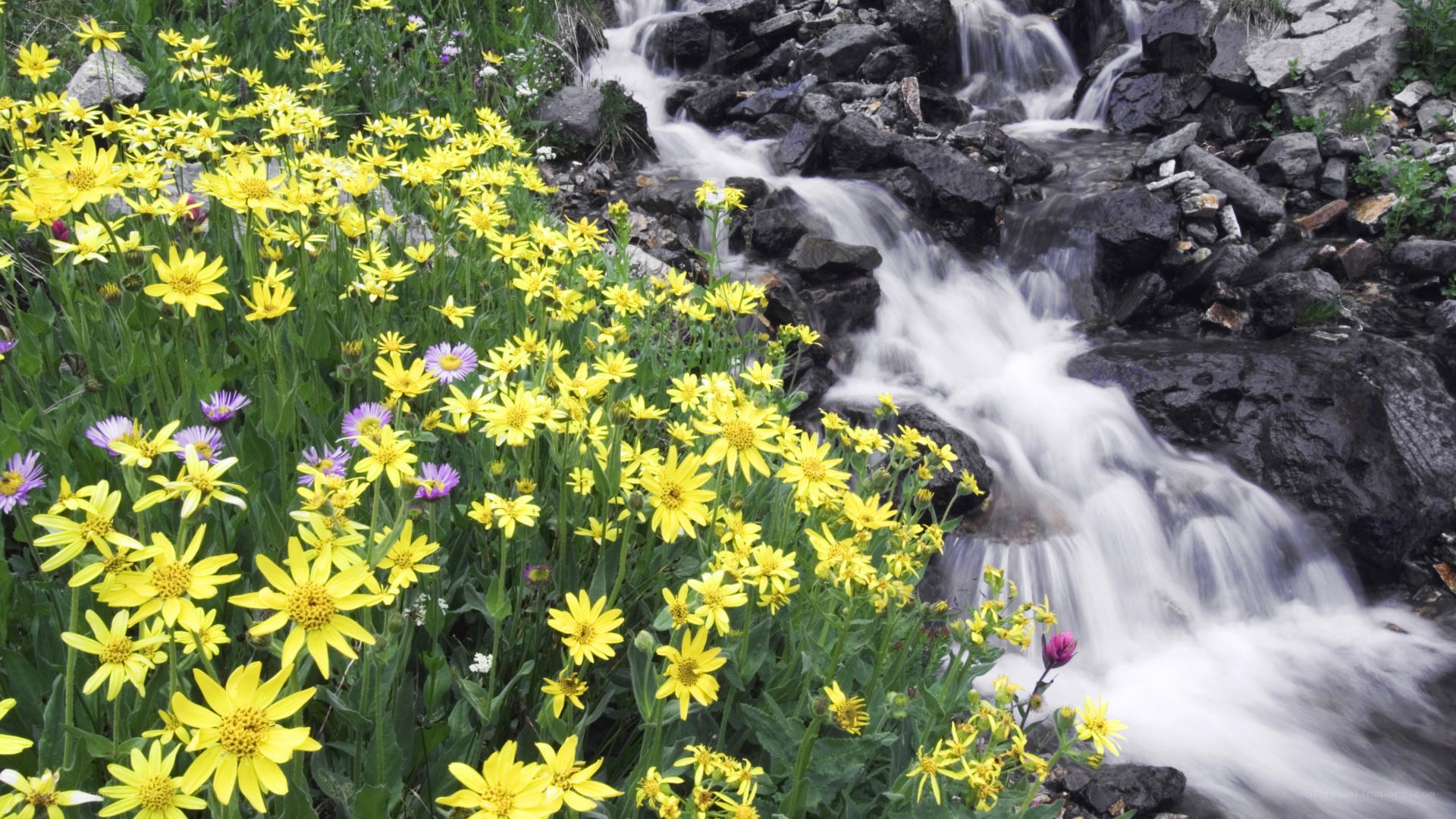 Wildflowers by a mountain stream
