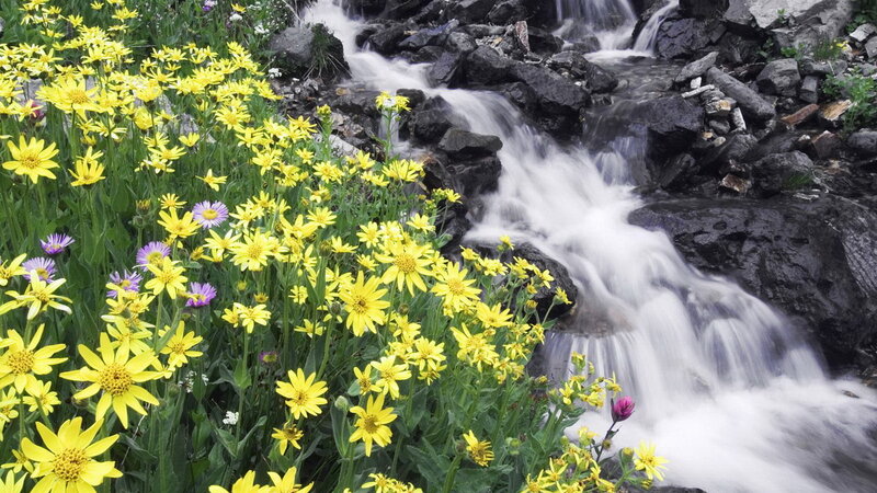 Wildflowers by a mountain stream