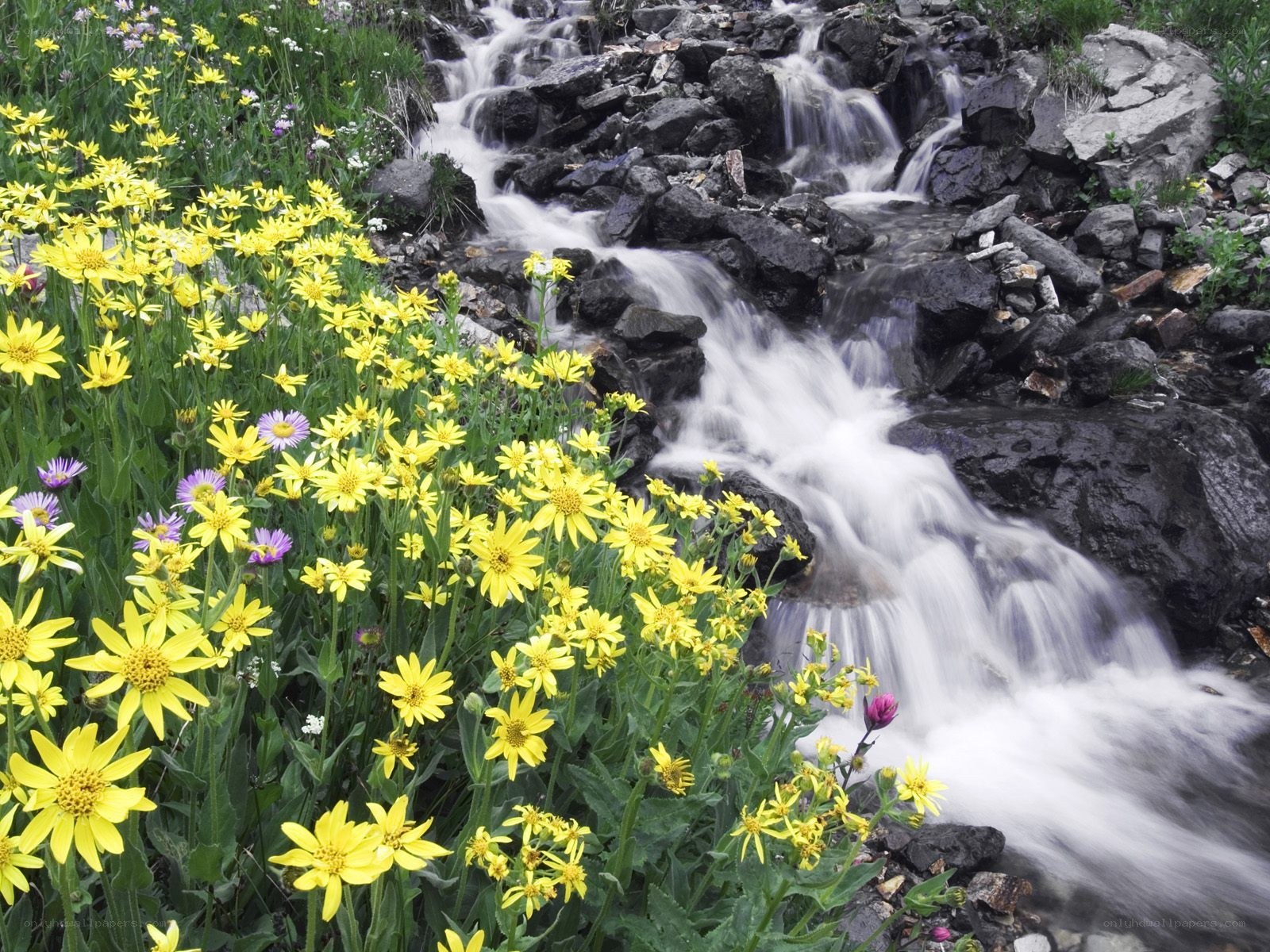 Wildflowers by a mountain stream